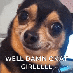 Dog I See You GIF