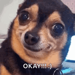 Dog I See You GIF