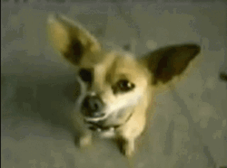 Dog I Want Some Taco Bell GIF