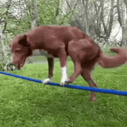 Balance GIFs Download Share GIFDB