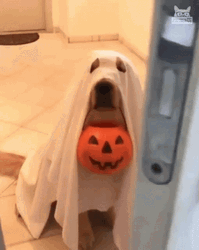 Dog In A Ghost Costume Trick Or Treat GIF