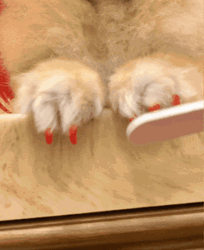 Dog In A Wig Getting Nail Buffed GIF