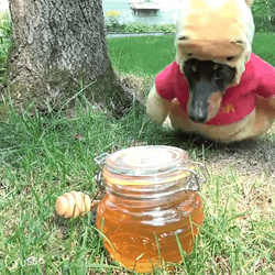 Dog In A Winnie The Pooh Costume Eating Honey GIF