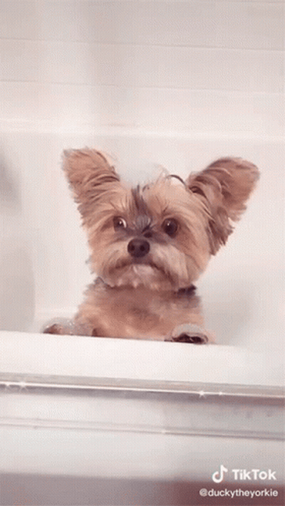 Dog In Bathtub GIF