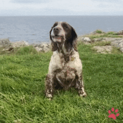 Dog In Beach Barking Sound GIF