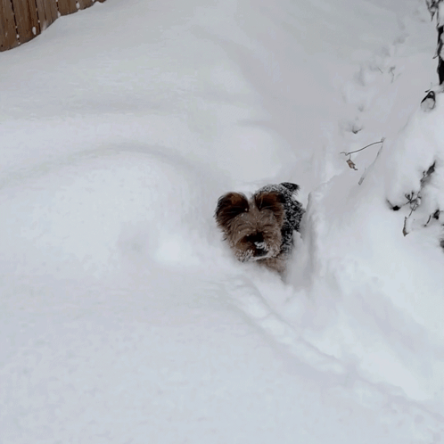 Dog In Black And White Sweater Walking Through Snow GIF