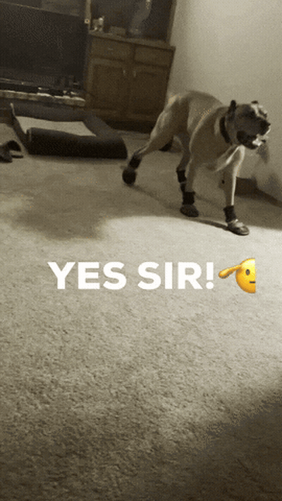 Dog In Black Boots Saying Yes Sir GIF