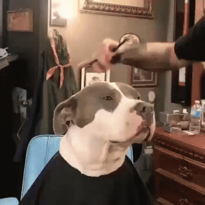 Dog In Black Cape Getting Haircut GIF