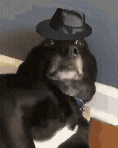 Dog In Black Hat With Tag Collar GIF
