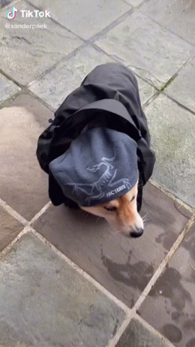Dog In Black Jacket And Arcteryx Hat GIF