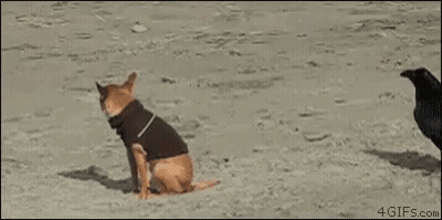 Dog In Black Shirt Running From Black Bird On Beach GIF
