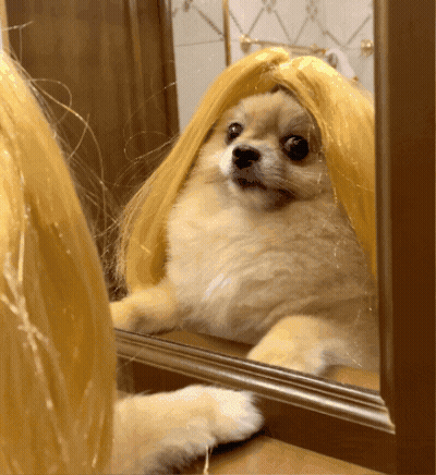 Dog In Blonde Wig Looking In Mirror GIF