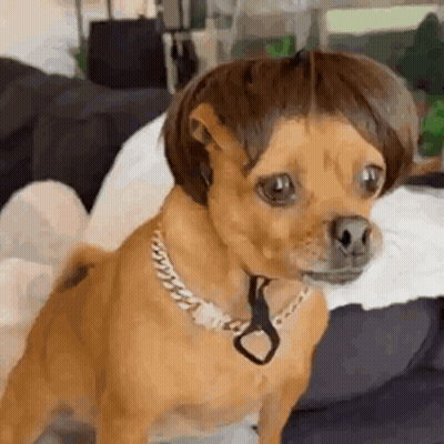 Dog In Blonde Wig Looking In Mirror GIF