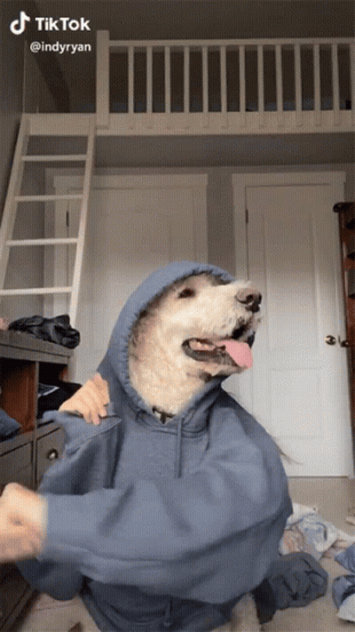 Dog in Blue Hoodie Held by Person TikTok