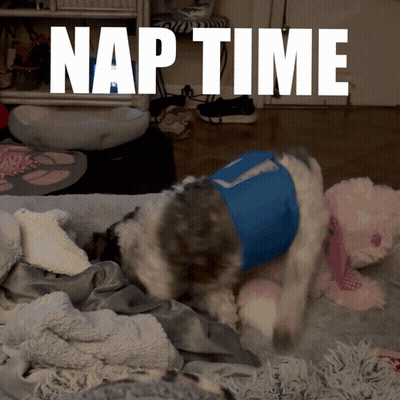 Dog In Blue Shirt With Number 7 Lying On Bed GIF