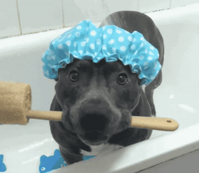 Dog In Blue Shower Cap Holding Stick GIF
