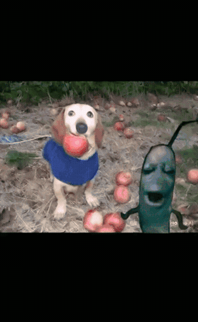Dog In Blue Sweater Holding Apple GIF