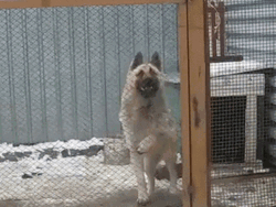 Dog In Cage Fence Dancing GIF