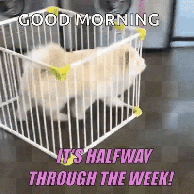 Dog In Cage Saying Good Morning It's Halfway Through The Week GIF