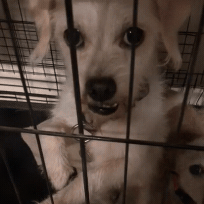 Dog In Cage With Tag GIF