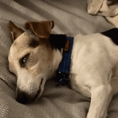 Dog In Cage With Tag GIF