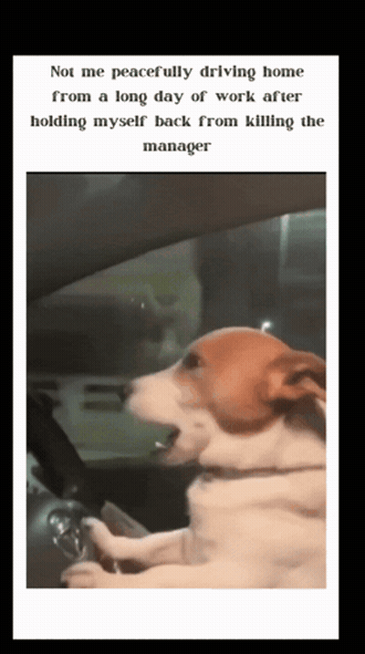 Dog In Car Saying Not Me Peacefully Driving Home From Work GIF