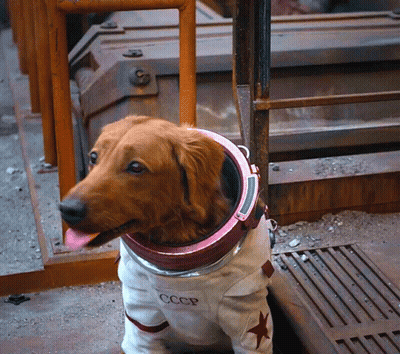 Dog In CCCP Space Suit Sitting GIF
