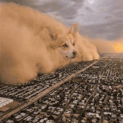 Dog In City GIF