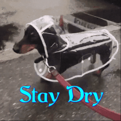 Dog In Clear Raincoat Saying Stay Dry GIF