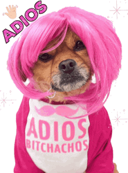 Dog In Costume Mushu GIF