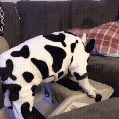 Dog In Cow Costume Standing On Couch GIF