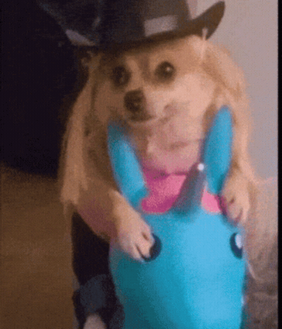 Dog In Cowboy Hat Riding Blue Unicorn Toy GIF