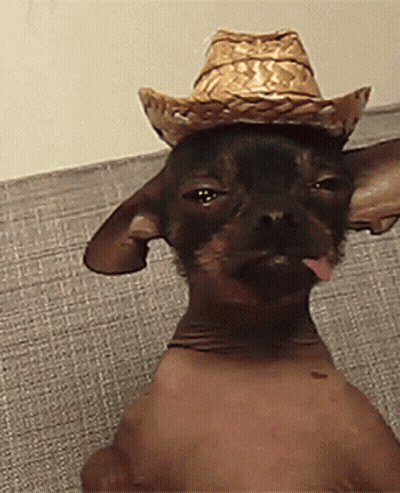 Dog in Cowboy Hat Sticking Out Tongue