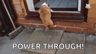Dog In Doorway Power Through GIF