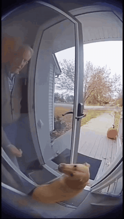 Dog In Doorway With Man Behind GIF