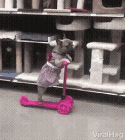 Dog In Dress Riding Pink Scooter GIF
