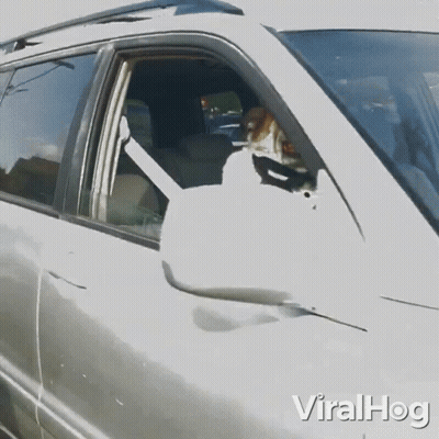 Dog In Driver's Seat With Viralhog GIF