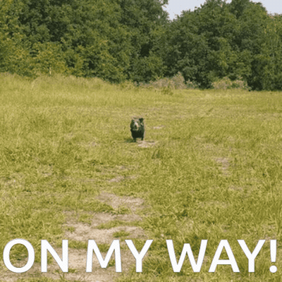 Dog In Field With On My Way GIF
