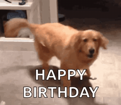 Dog In Front Of Happy Birthday Sign GIF
