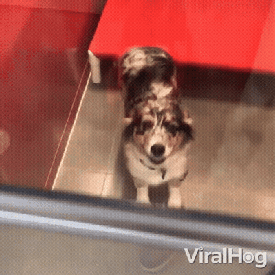Dog In Front Of Red Table Viralhog GIF