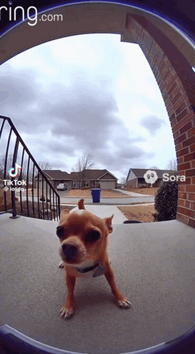 Dog In Front Of Ring Doorbell Sora GIF