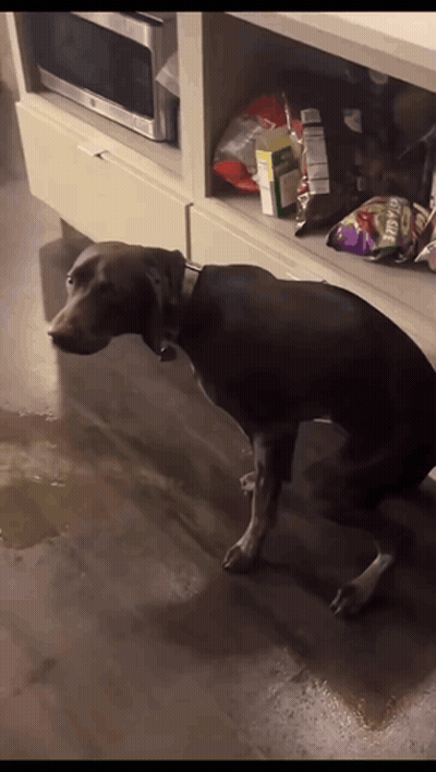 Dog In Front Of Shelf With Bag Of Fritos Chips GIF