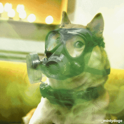 Dog In Gas Mask And Goggles Surrounded By Green Smoke GIF