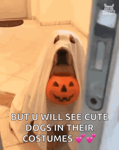 Dog In Ghost Costume Holding Pumpkin GIF