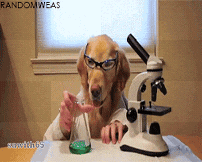 Dog In Glasses And Lab Coat Looking At Beaker Under Microscope GIF