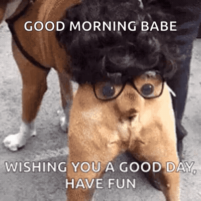 Dog In Glasses And Wig Wishing Good Day GIF