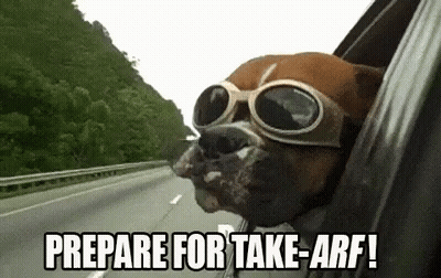 Dog In Goggles Sticking Head Out Car Window GIF