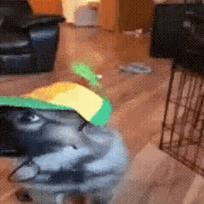Dog In Green And Yellow Hat Sitting GIF
