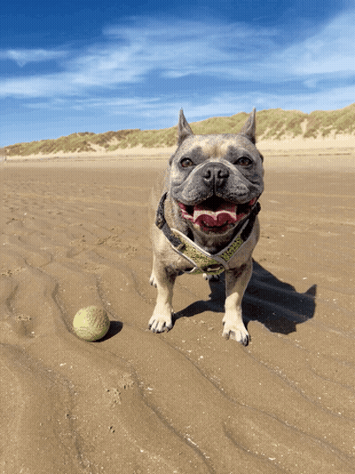 Dog In Harness Saying French Bulldog On Beach GIF