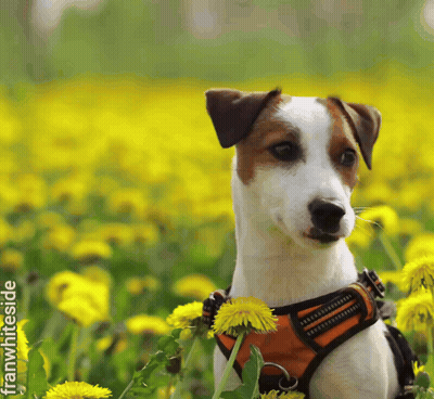 Dog In Harness Sitting In Yellow Dandelions GIF